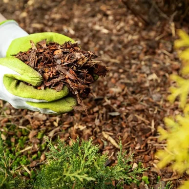 mulching-garden-beds